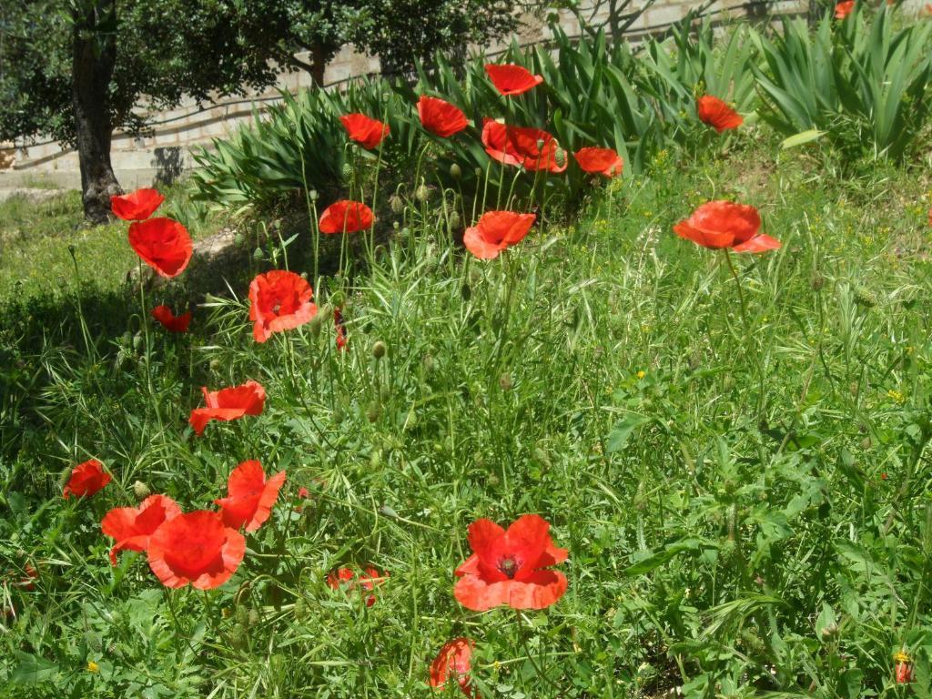 B&B Villa La Rocca Alghero Eksteriør bilde